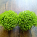 Rodinné šťastie (Soleirolia soleirolii) ´AUREA´ - výška 5-10 cm, ⌀ 15-20 cm, kont. C1L